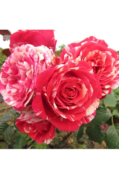 Спиральные красно-белые соцветия розы Бест Импрешн